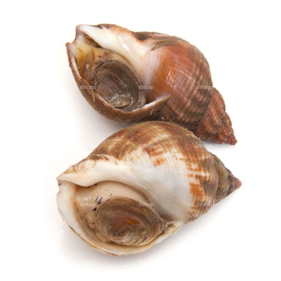 Whelks