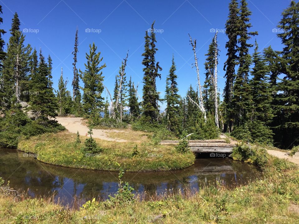 Scenic view of stream in the forest