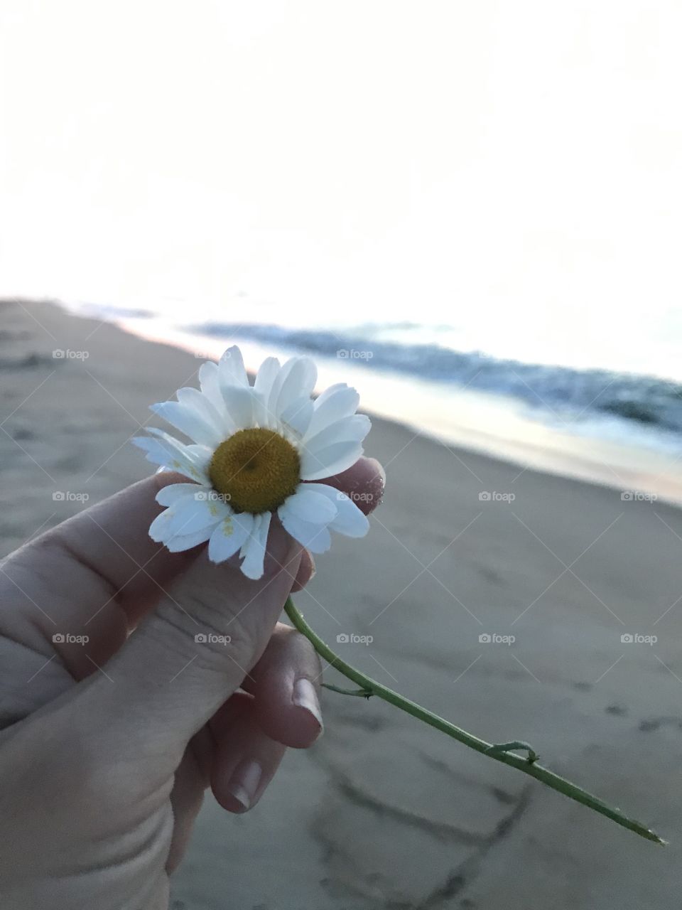 A beautiful daisy being held amongst the crashing waves along the shore of the beach. 