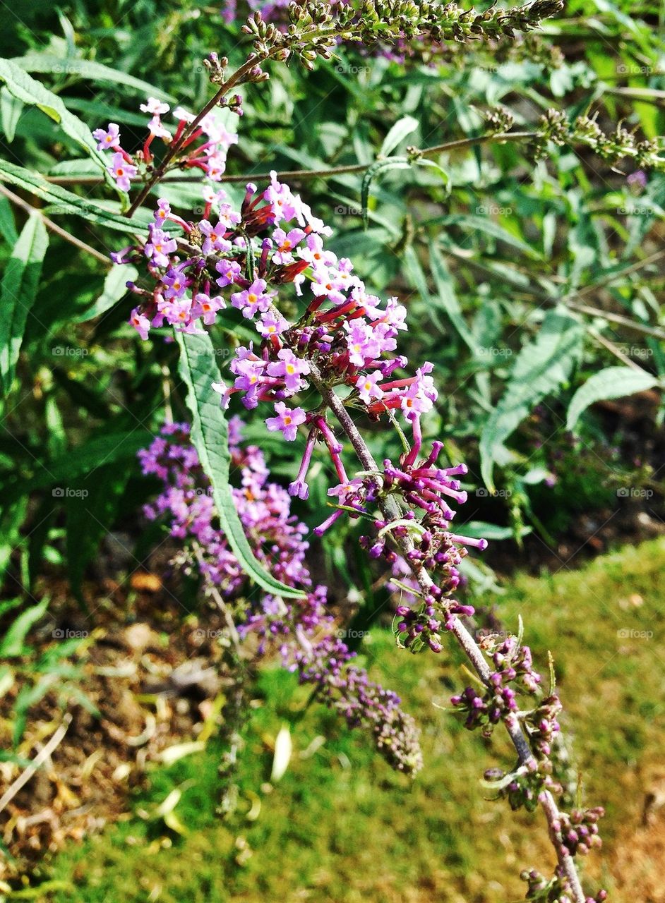 flowers garden grass summer by hannahdagogo