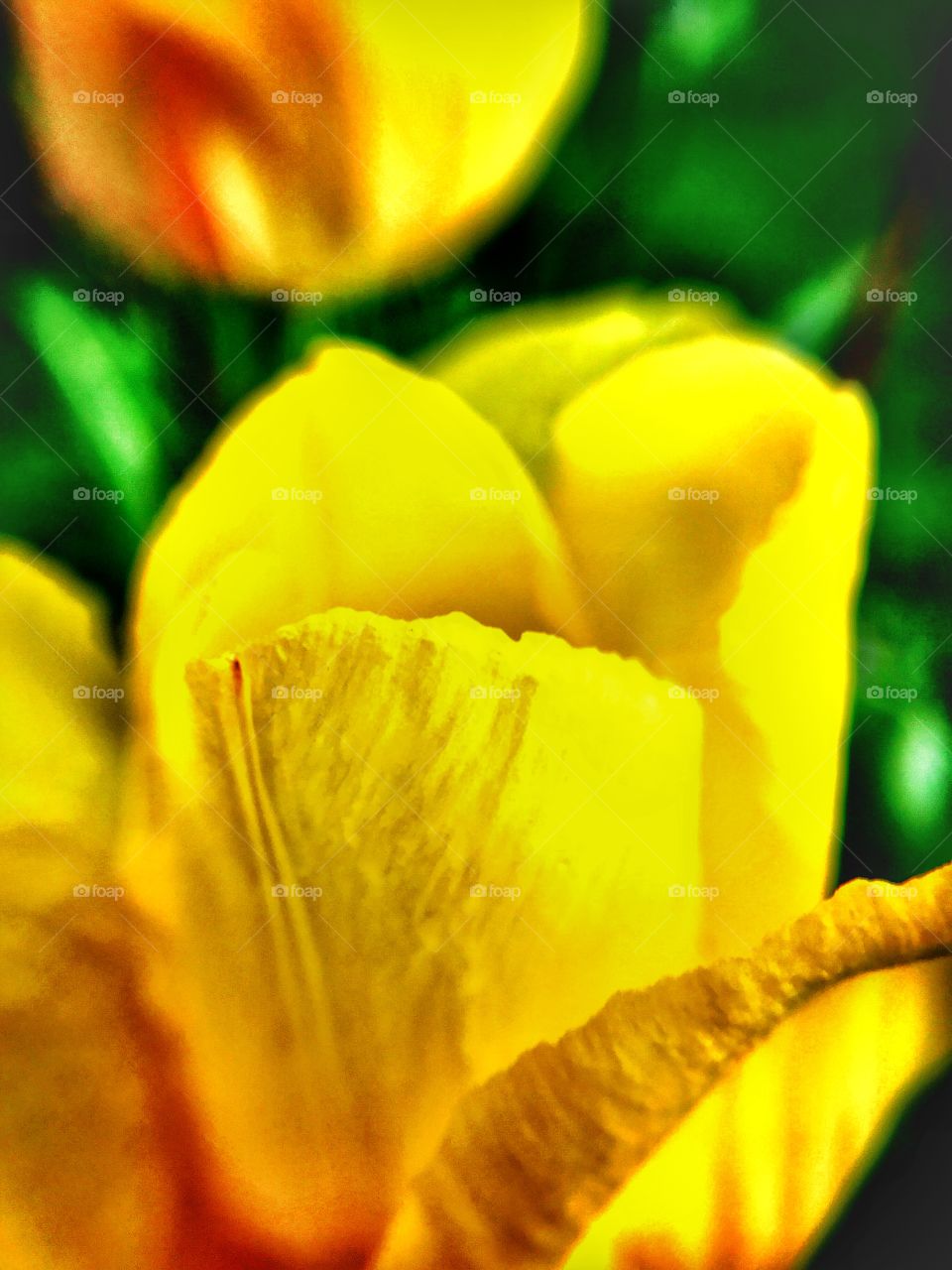  Beautiful Indiana spring tulip 