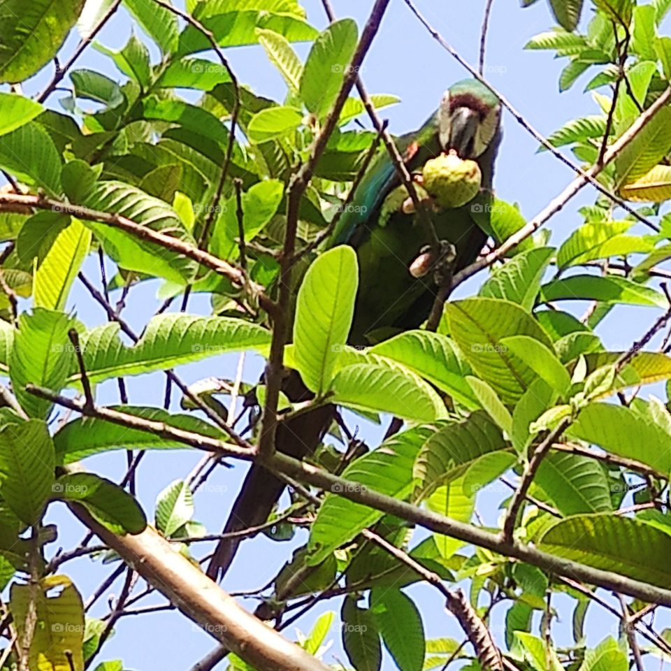 lora desayunando guayaba
