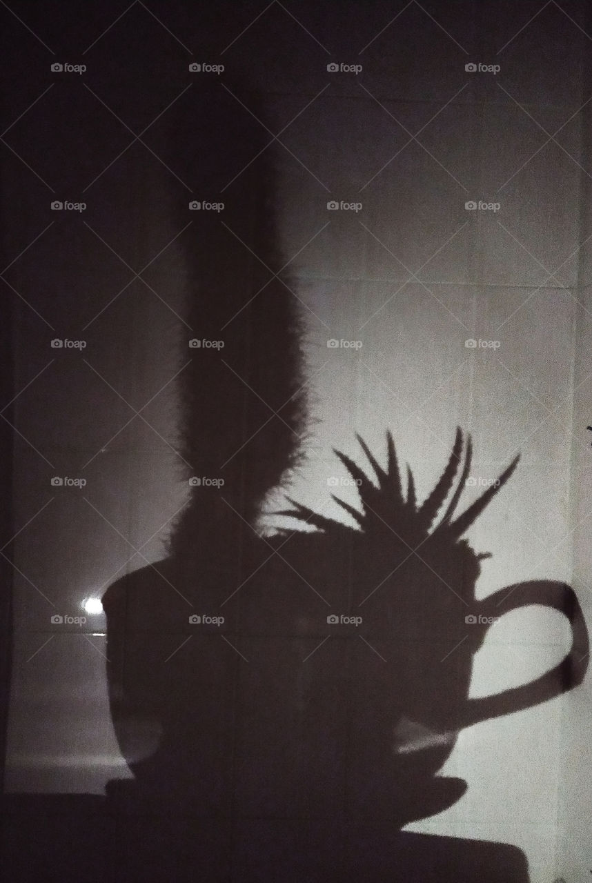 Large shadow of a pot with cacti
