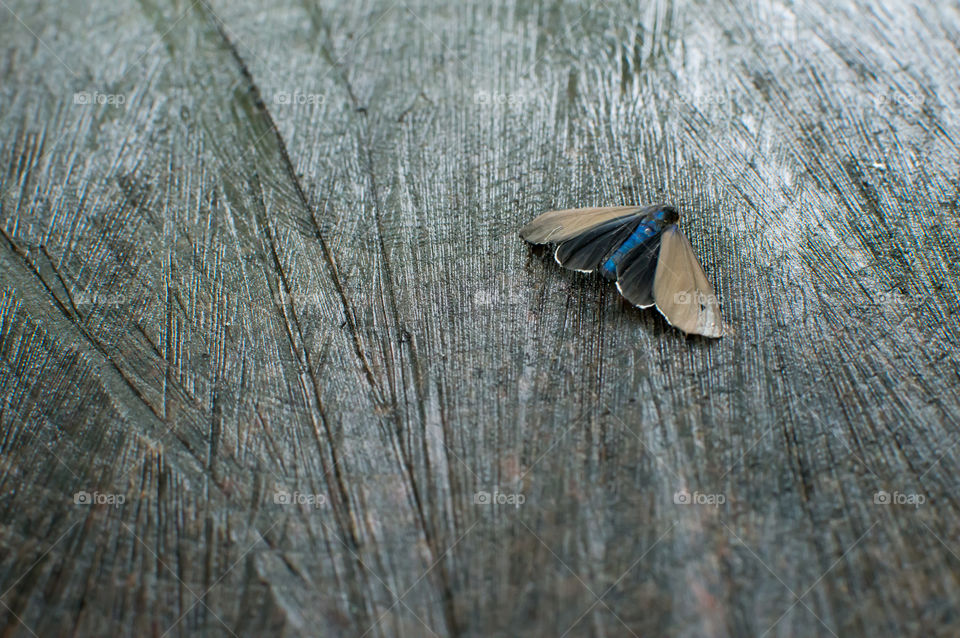 Beautiful Ctenucha moth specimen with electric blue body and orange head with grey wings on natural textured wood tree stump wings spread