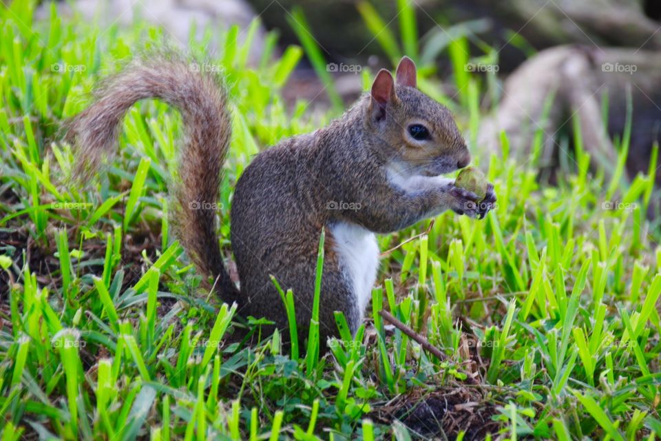 Cute squirrel 