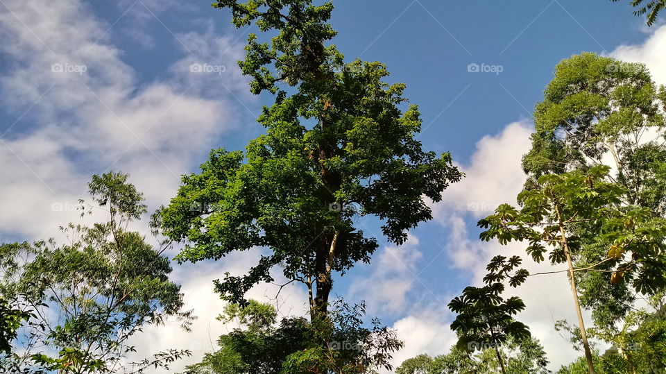 Bela Árvore Céu Azul