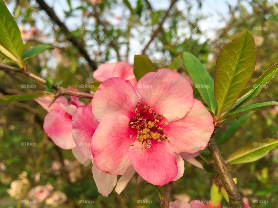 Nature, Flower, No Person, Leaf, Flora