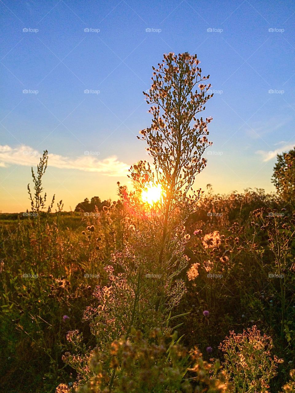 Field of dreams . Standing in the field at sunset 