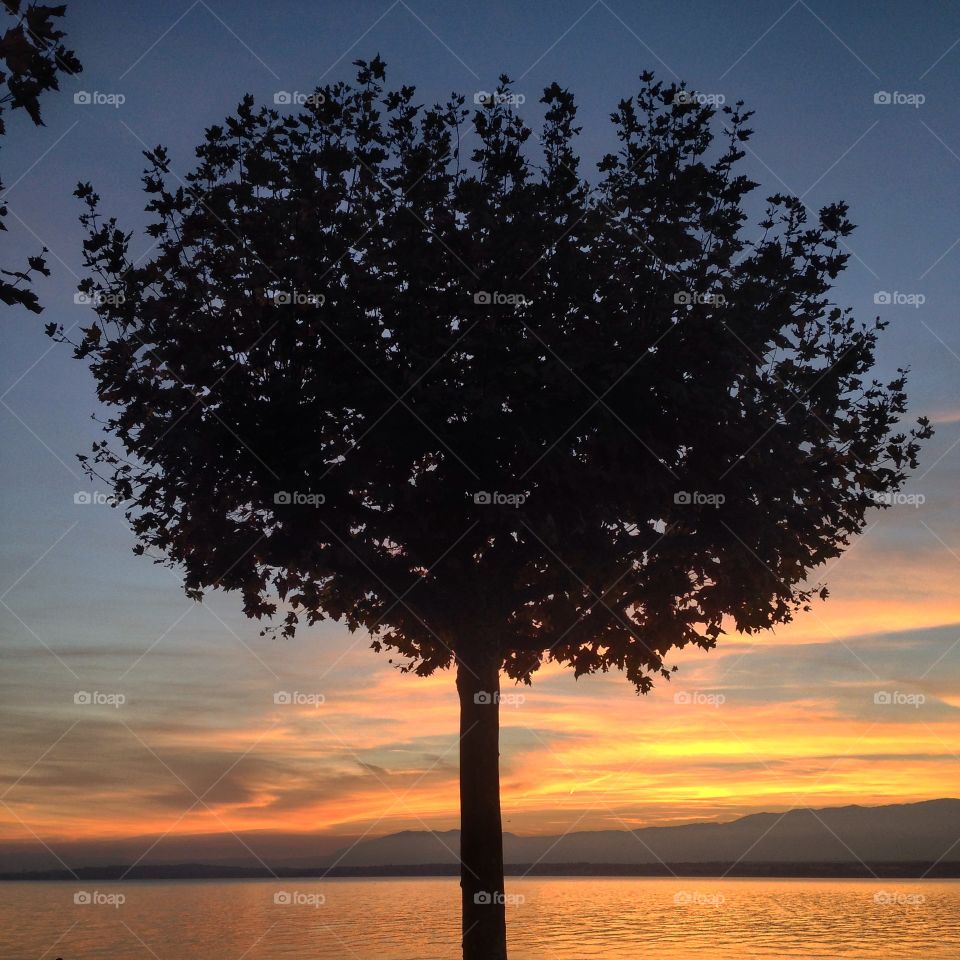 No Person, Dawn, Sun, Sunset, Tree