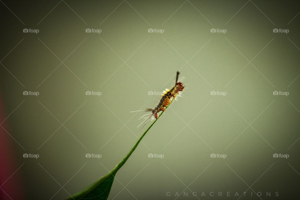 never stop trying till death ! #nature lover