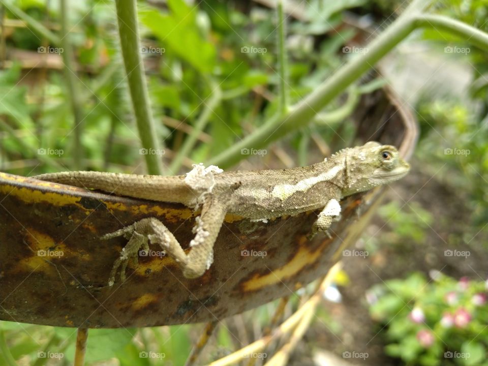 a pulping skin lizard