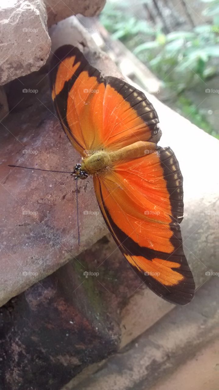 Beautiful orange and black butterfly