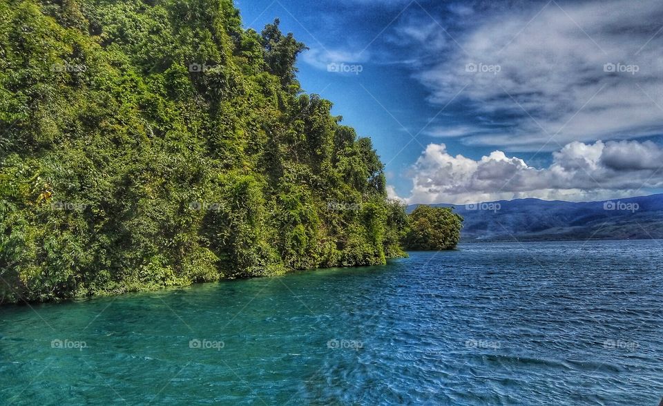 Trees growing at coastline