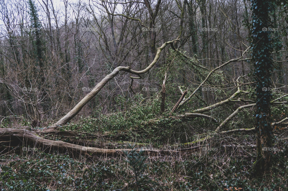 Fork fallen tree