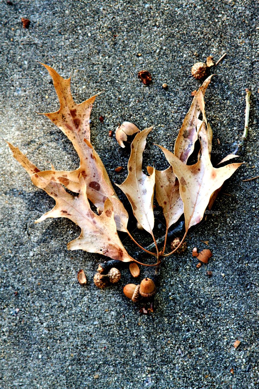 acorns and leaves on concrete