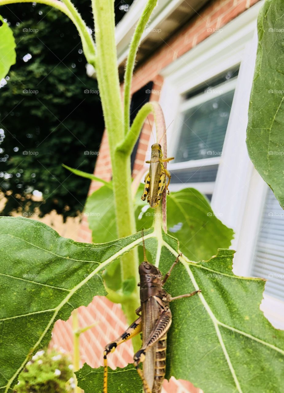 Patience Grasshopper 