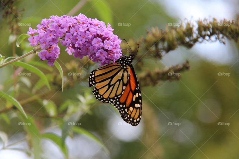 Monarch butterfly on purple flowers