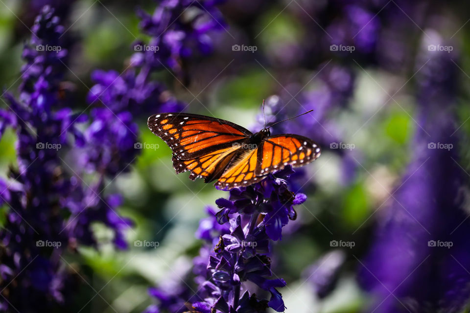 Orange butterfly on a purple flower