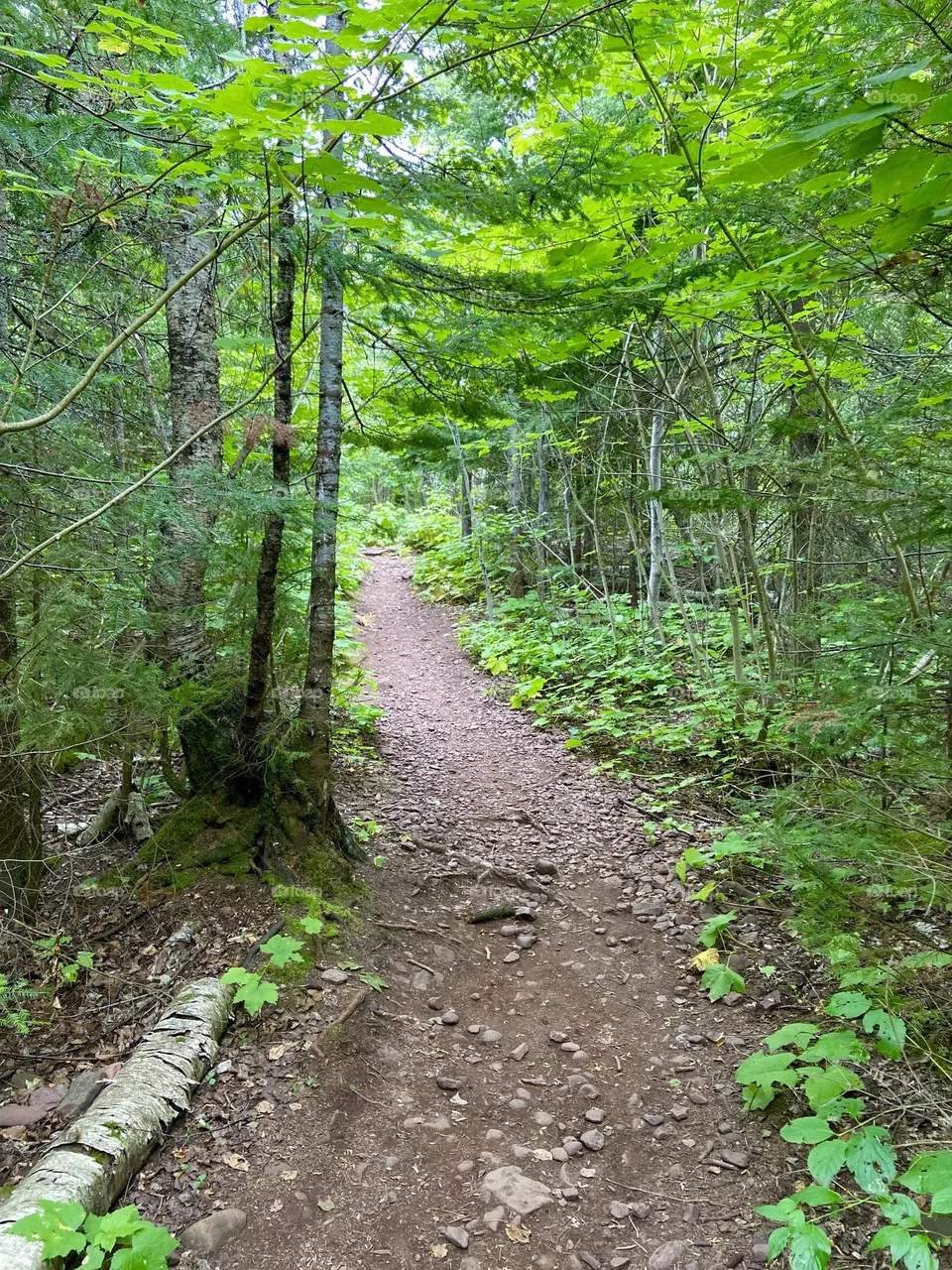 Wilderness hiking trail in Michigan’s Upper Peninsula 