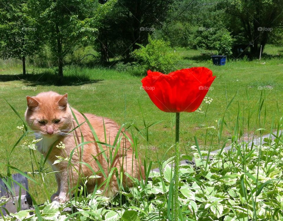 garden flower orange cat by serenitykennedy