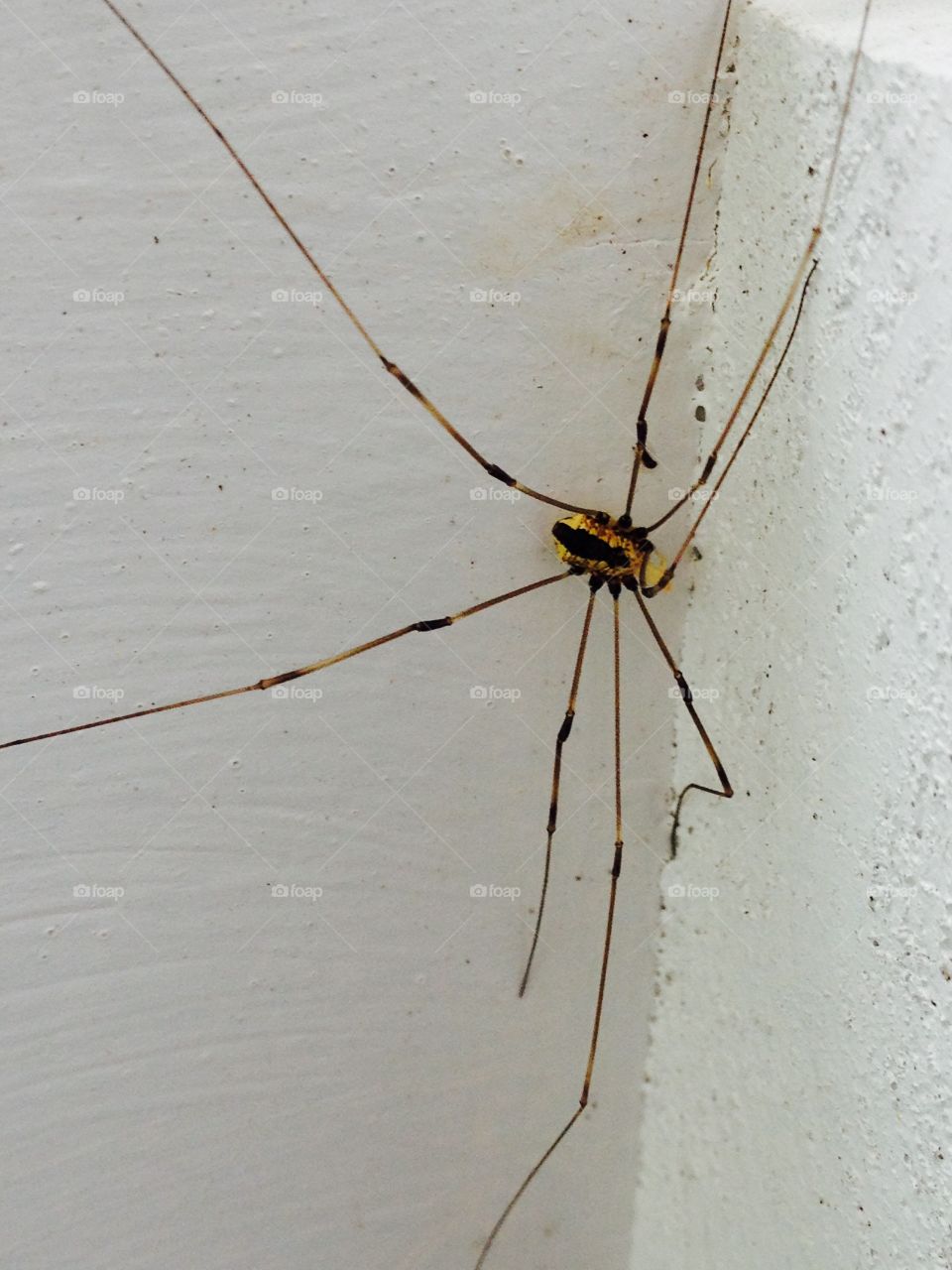 Daddy long legged Spider macro!