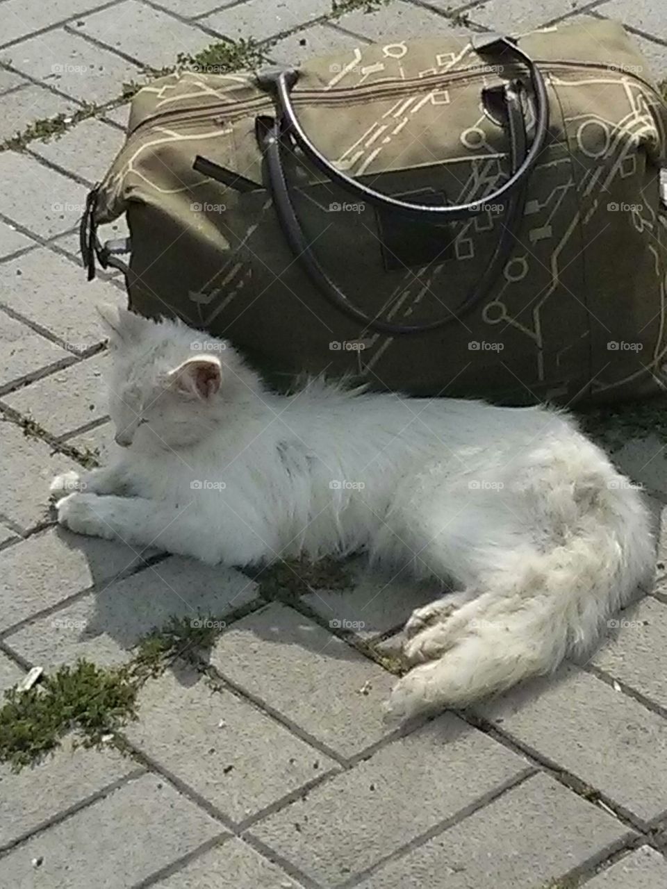 cats travel