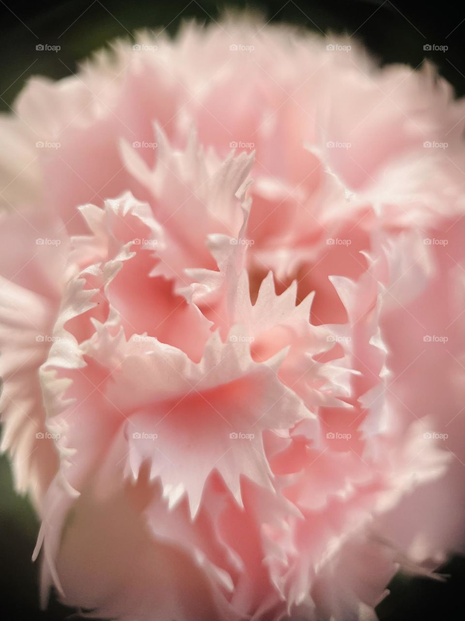 A rose close-up