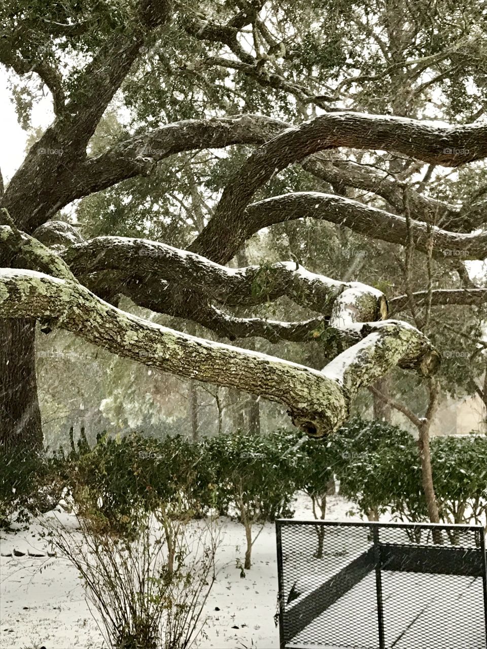 Snowing on James Island, SC