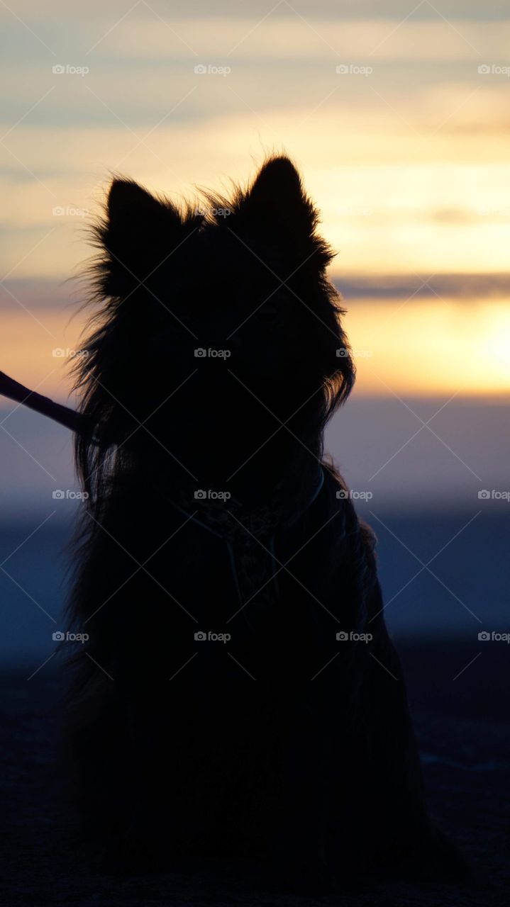 Pomeranian watching the sunset 