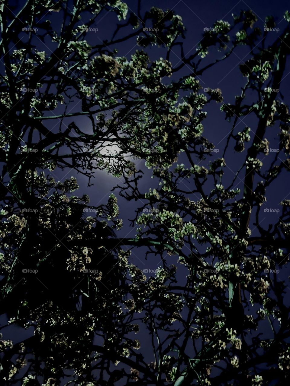 Full moon behind tree branches and leave at night.