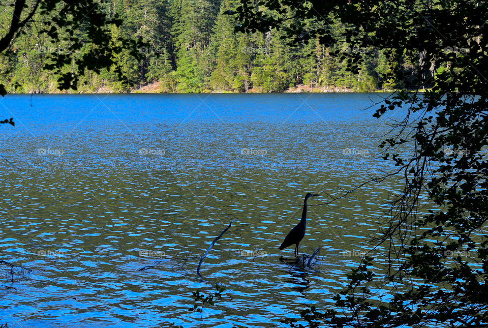 Lake, Water, Bird, Reflection, Nature