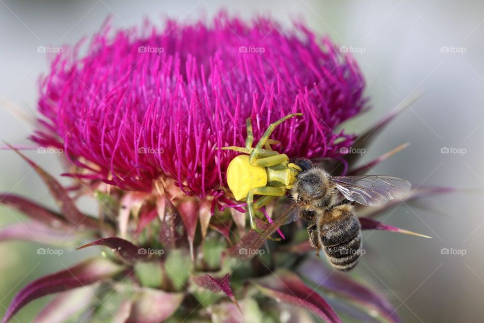 Spider and its prey