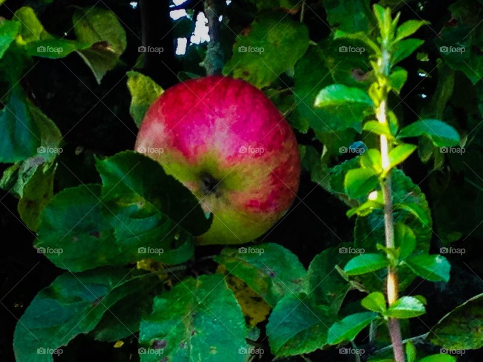 Appletree