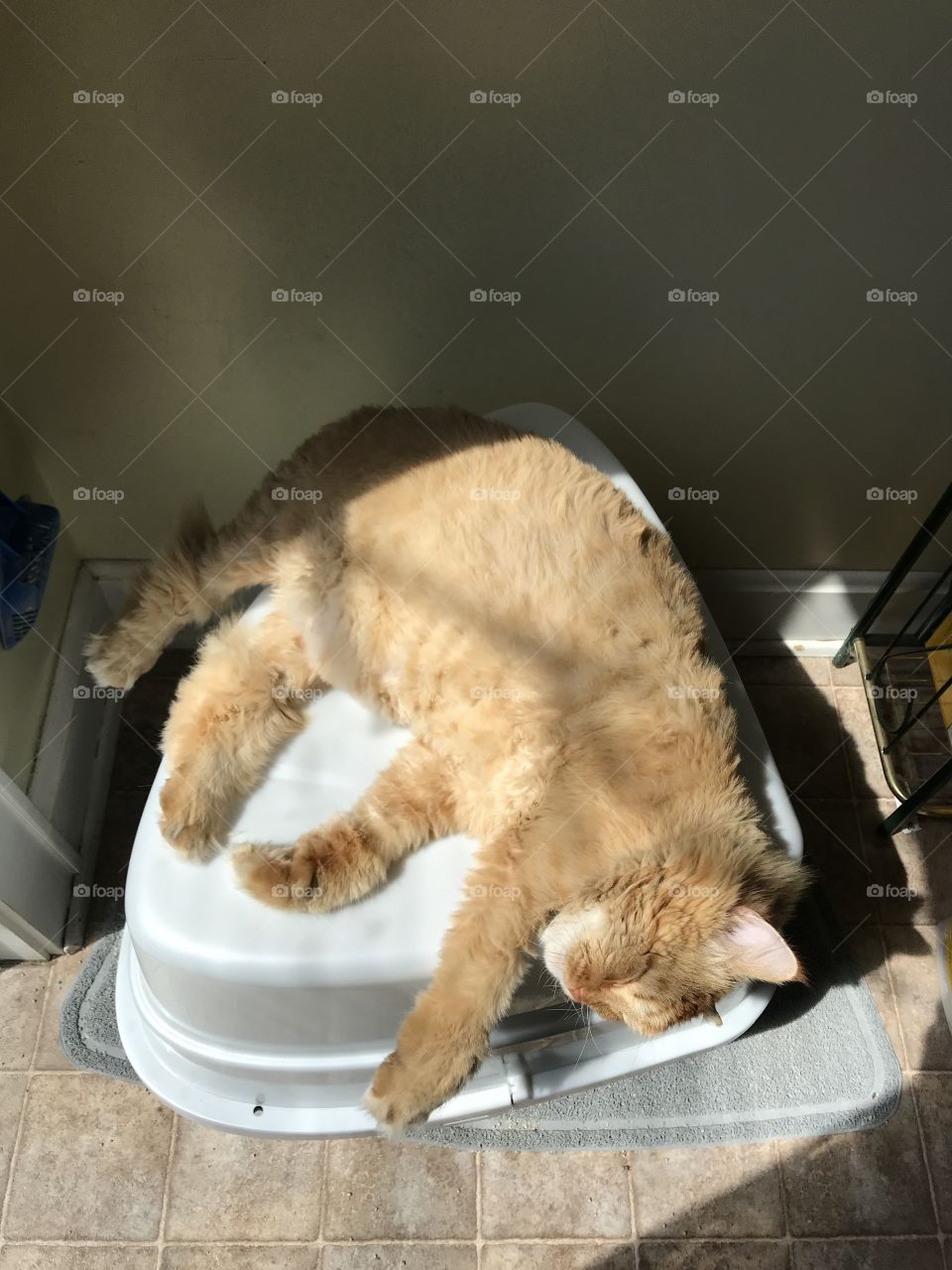 Leo the cat sunbathing 