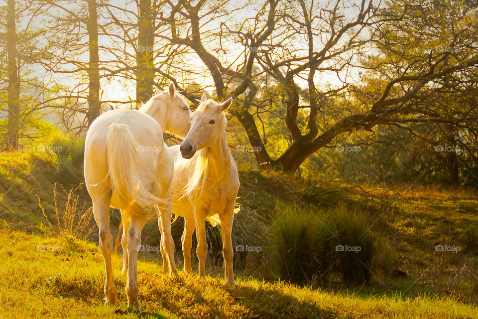 Summer is about beautiful warm sunsets. Two horses in the afternoon sun. Outdoors in the field with sunset. White horses with faces together. Summer is about being together.