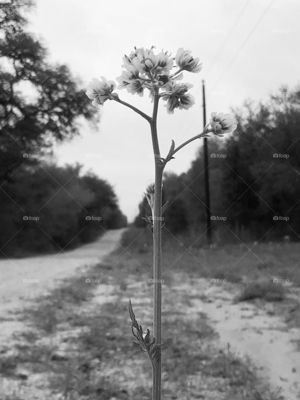 Same flower with the long stem. Did it in b&w because there’s no sun today and it made a better pic along the long road back to the ranch!