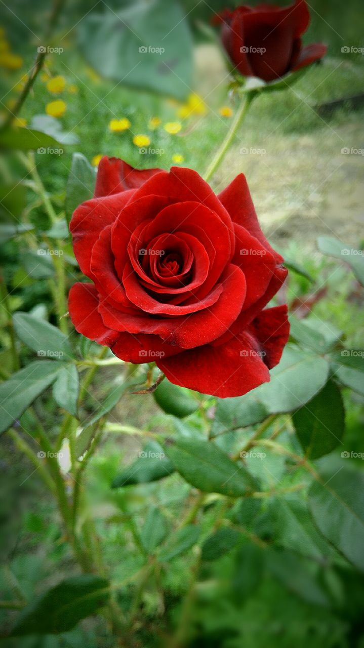 red rose