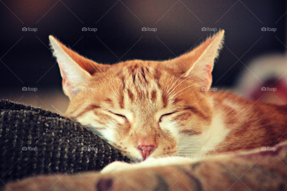 Close-up of a ginger cat sleeping