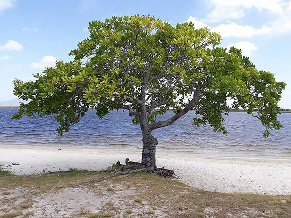 a cashew tree by the Lake Shore