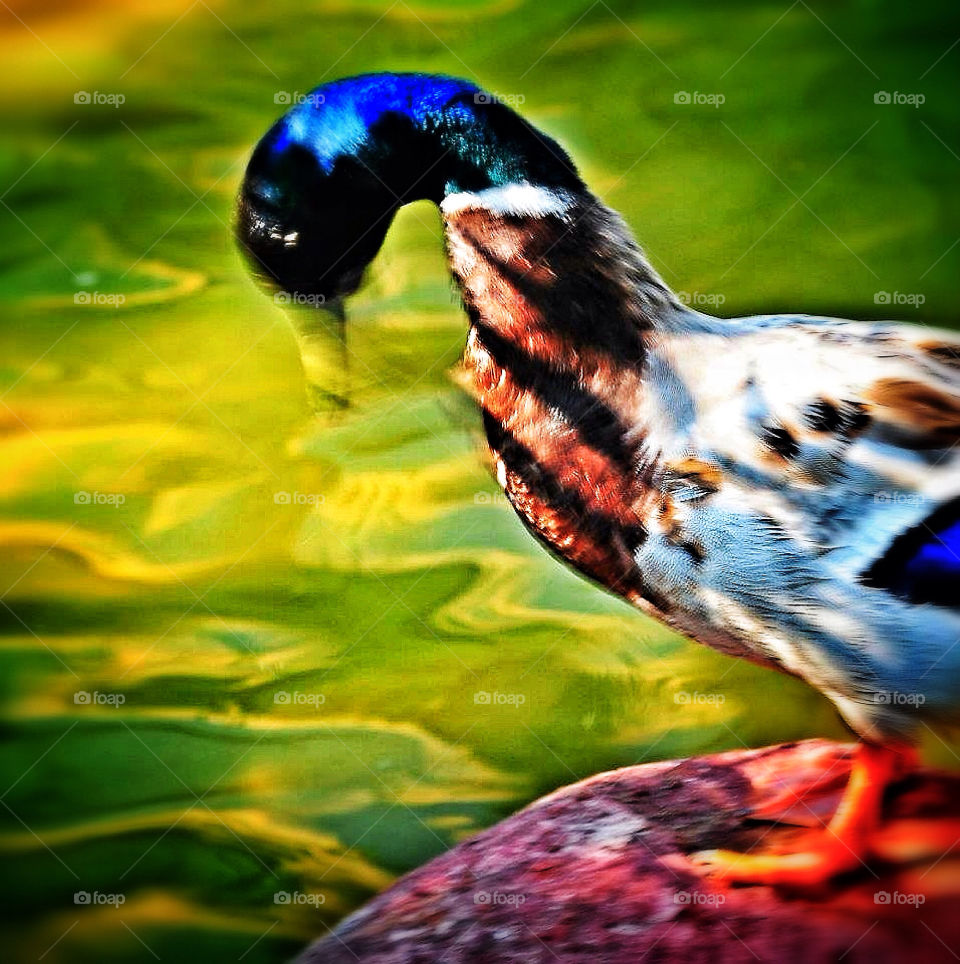 Colourfull duck