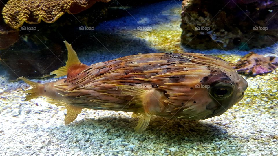 Musée Océanographique de Monaco