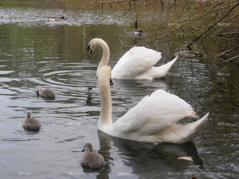 Swans With Cygnets