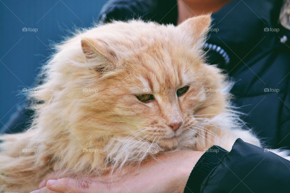 Longhaired red cat 