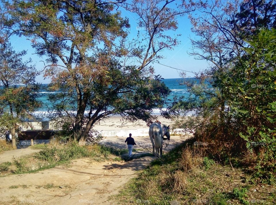 Tree, Nature, Landscape, Travel, Water