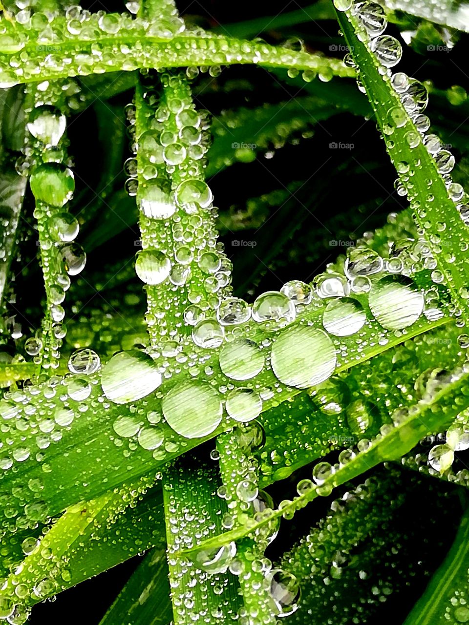 Fresh green grass with few drops close up