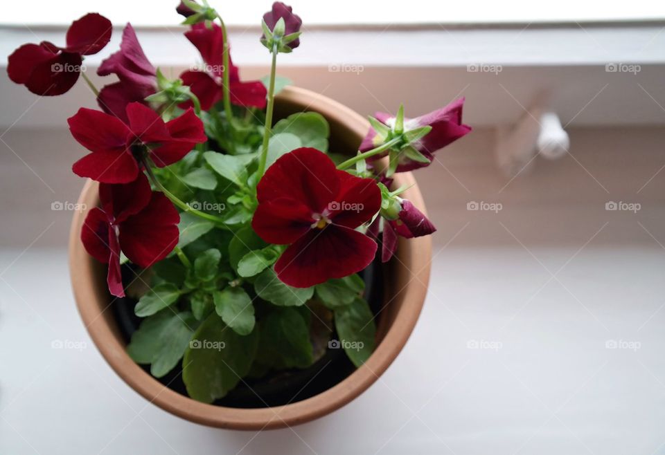 green nature flower red by nivoa