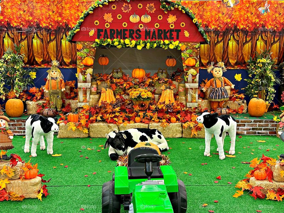 Get in the Halloween Spirit - Visiting the pumpkin farm with scarecrows, cows and pumpkins is alway the first stage of Halloween. This is where you get your freshly picked pumpkins to carve.