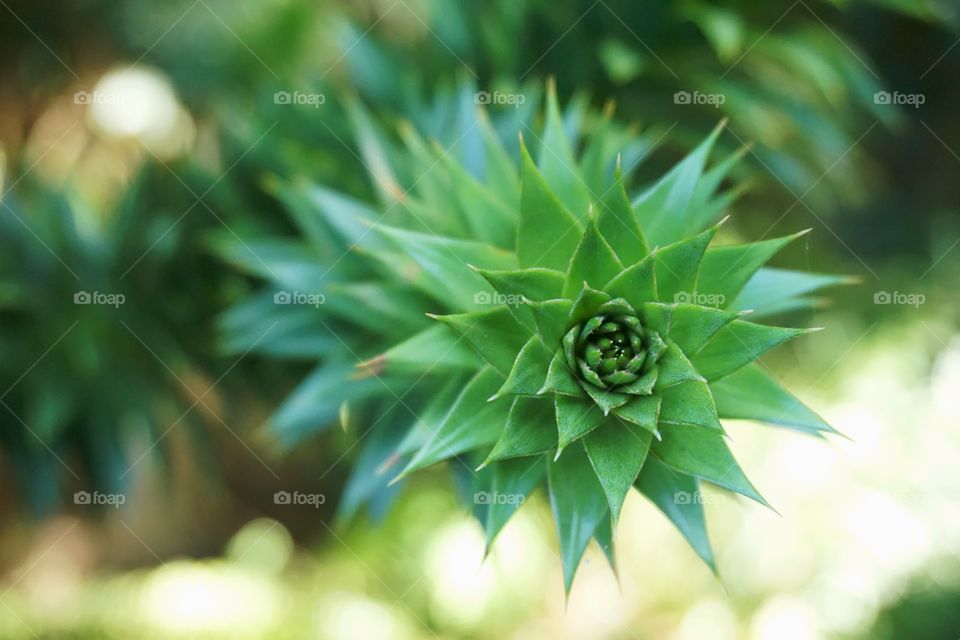 Green Mission ... close up of a branch from my Monkey Tree in my garden 