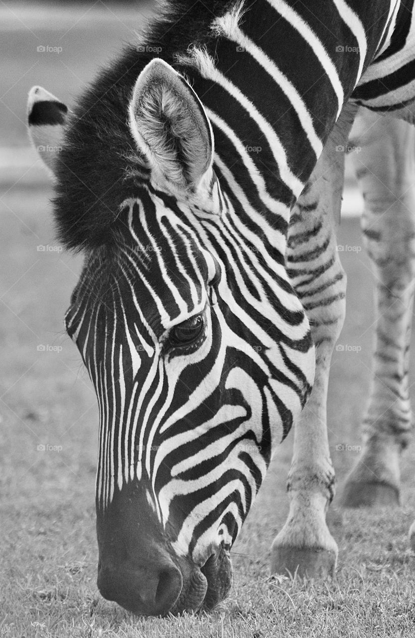 A black and white photo of a zebra 