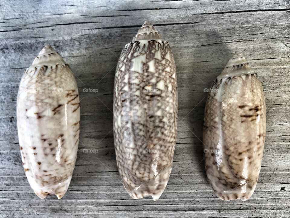 Sea shells